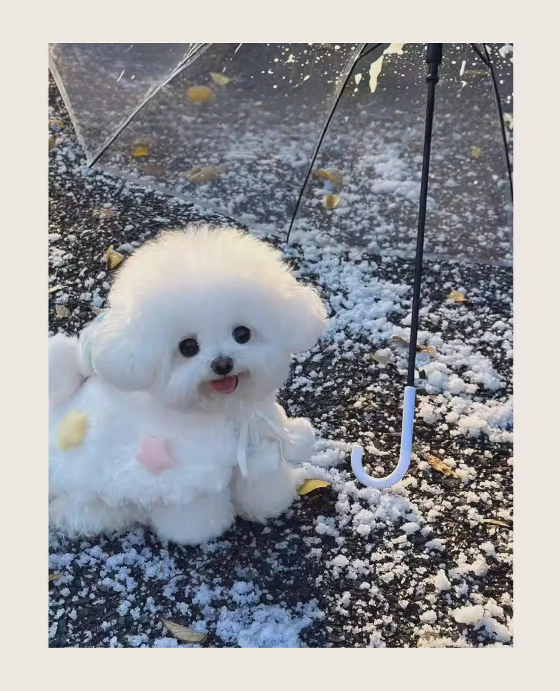 なぜ犬服には、人間のような"複雑な美しさ"がないのか?見せたくなる犬服を。スターマントに込めた想い