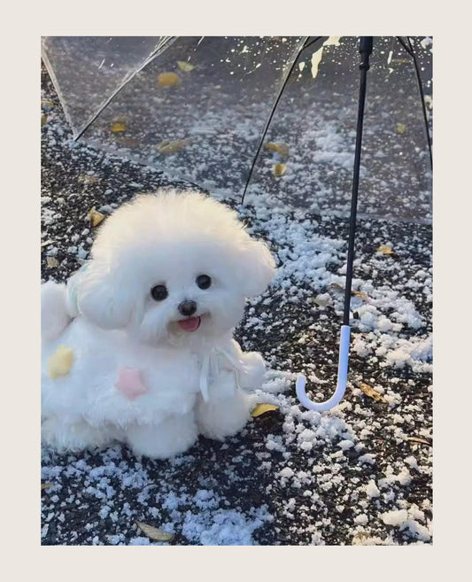 なぜ犬服には、人間のような"複雑な美しさ"がないのか?見せたくなる犬服を。スターマントに込めた想い