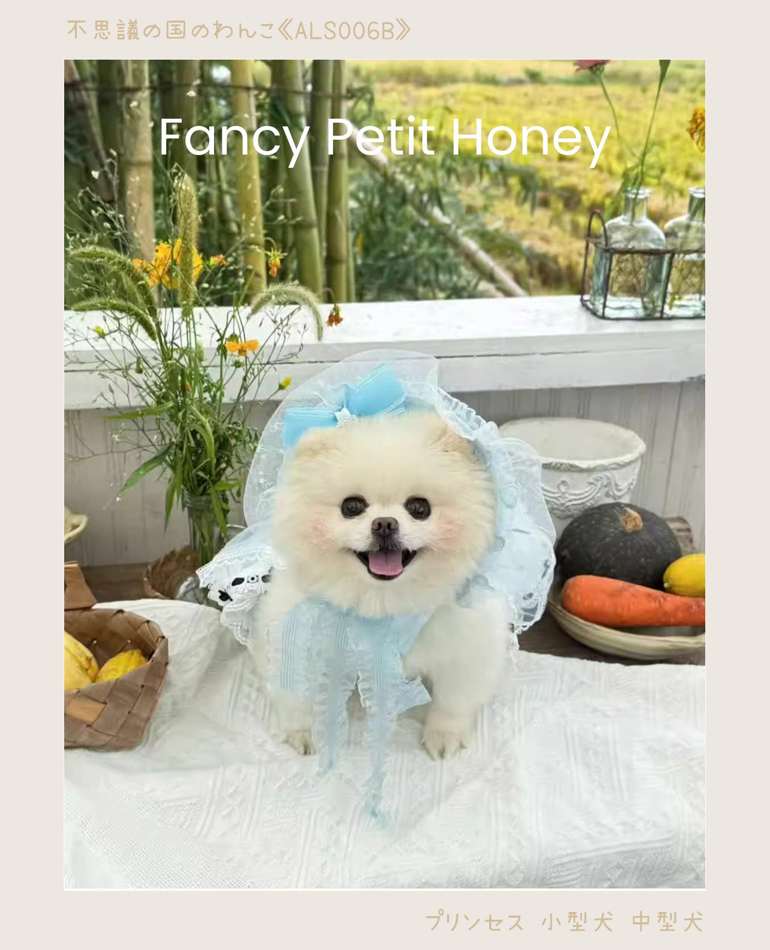 小型犬が《ALS006B》のブルーフリルサスペンダースカートを着用。黒リボンが映える春の姫系ペットウェア。Fancy Petit Honeyの撮影スタイル。