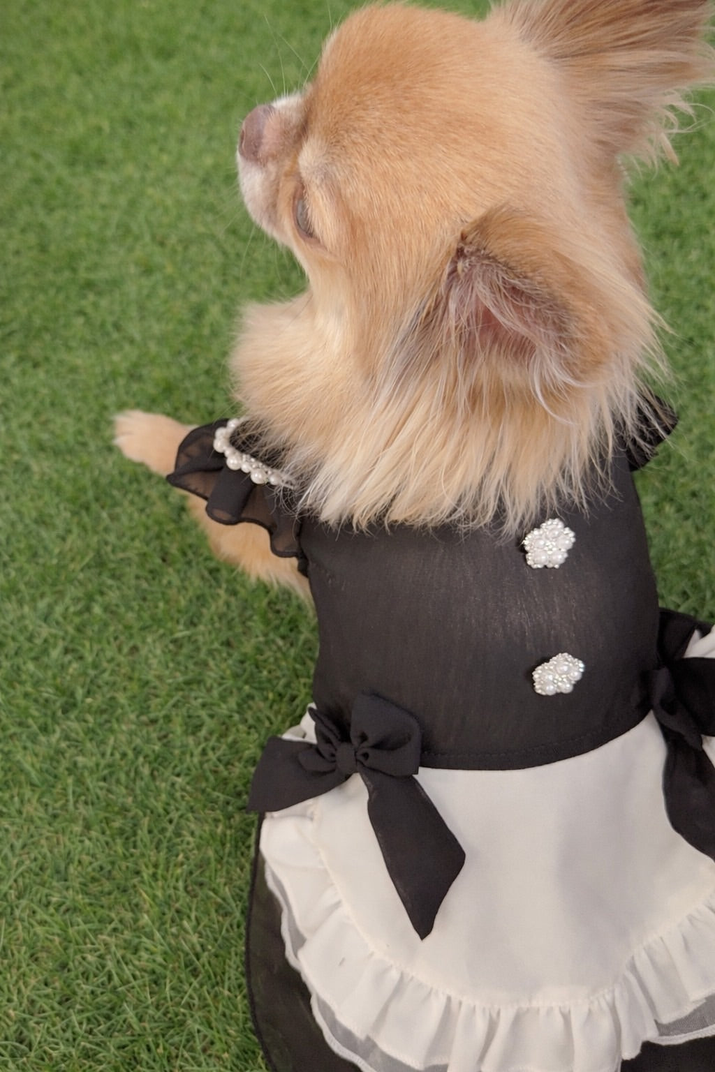NVZ001A　プリンセス　犬　ドレス　薄手の春夏用メイド服を着た小型犬、フリルとリボンのディテール