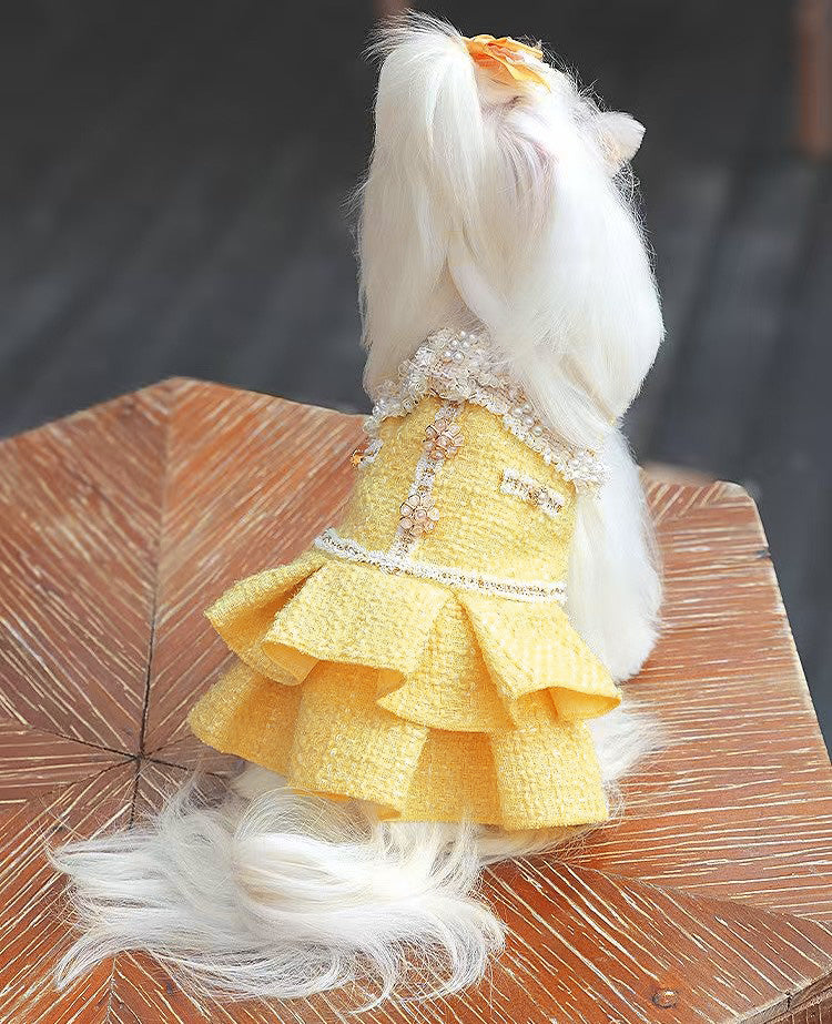 Fancy Petit Honeyのプリンセスドレス《NYYL》を着た小型犬。入学式・卒業式に映えるクラシカルな装い