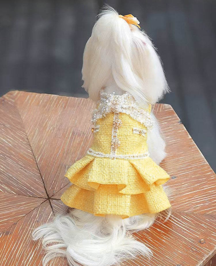 Fancy Petit Honeyのプリンセスドレス《NYYL》を着た小型犬。入学式・卒業式に映えるクラシカルな装い
