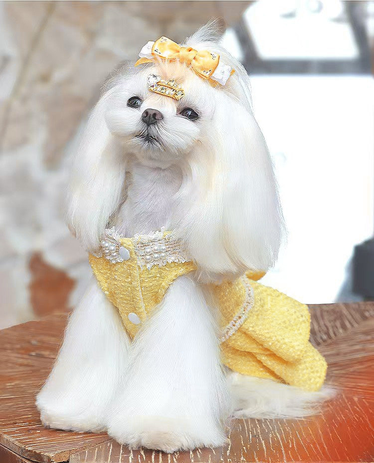 Fancy Petit Honeyのプリンセスドレス《NYYL》を着た小型犬。入学式・卒業式に映えるクラシカルな装い