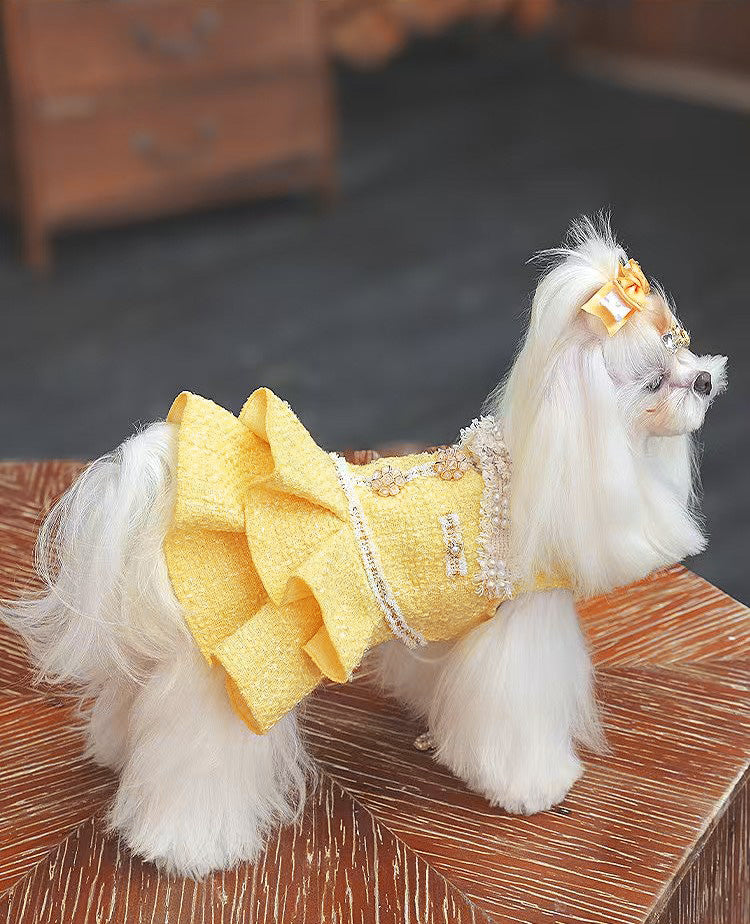 Fancy Petit Honeyのプリンセスドレス《NYYL》を着た小型犬。入学式・卒業式に映えるクラシカルな装い