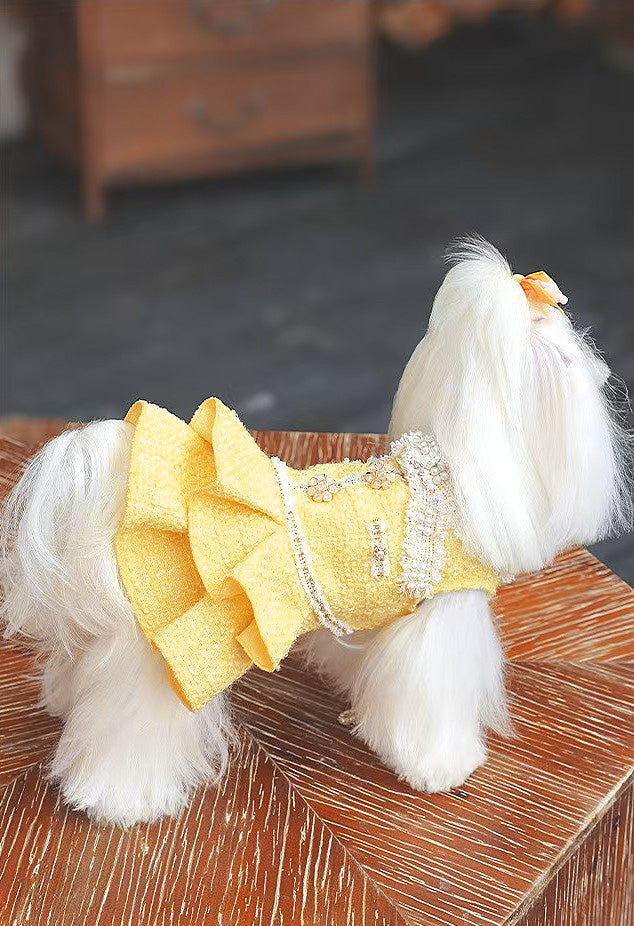 Fancy Petit Honeyのプリンセスドレス《NYYL》を着た小型犬。入学式・卒業式に映えるクラシカルな装い