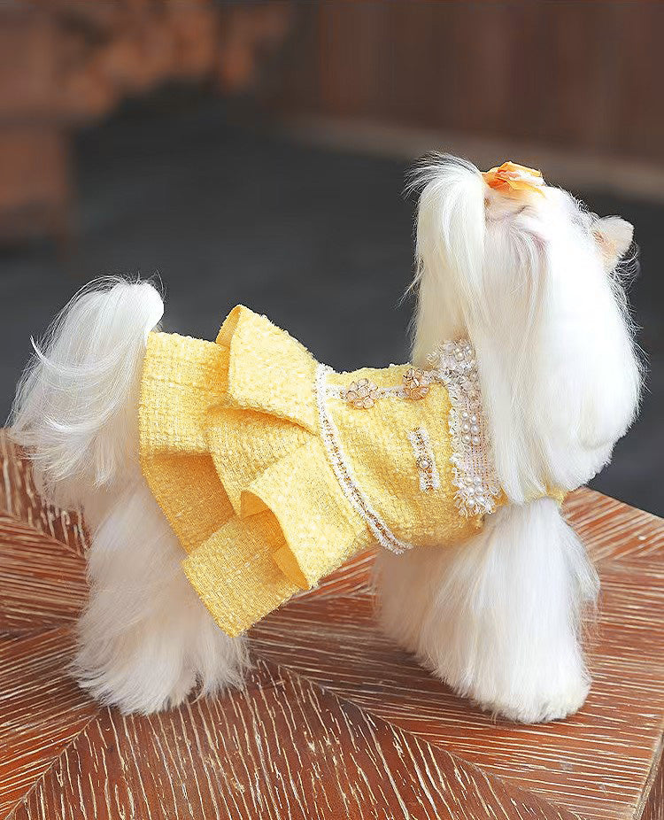 Fancy Petit Honeyのプリンセスドレス《NYYL》を着た小型犬。入学式・卒業式に映えるクラシカルな装い