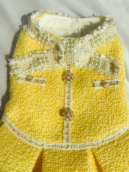Fancy Petit Honeyのプリンセスドレス《NYYL》を着た小型犬。入学式・卒業式に映えるクラシカルな装い