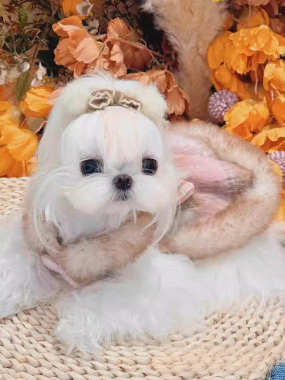 小型犬・中型犬用姫系ワンピース《SNX003》。ピンクベージュのチェック柄、ファー付き、ハートリボン付きでお出かけに最適