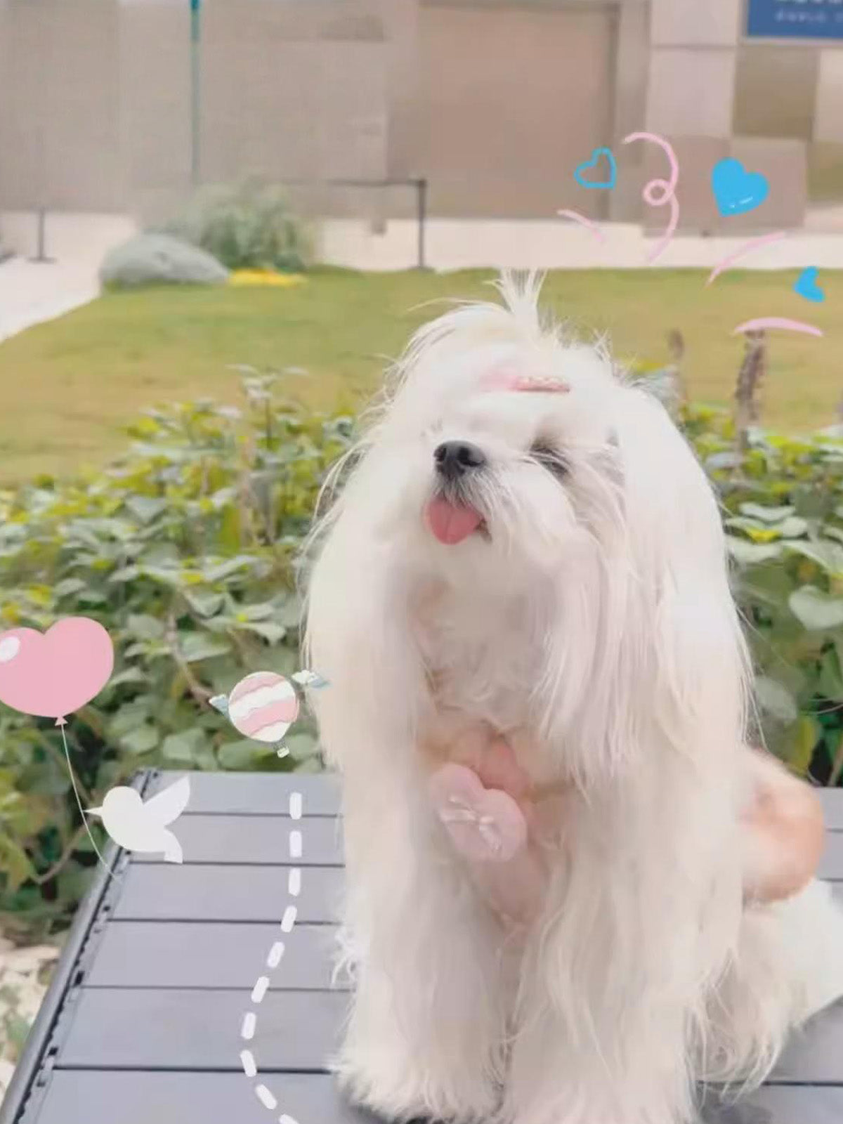 小型犬・中型犬用姫系ワンピース《SNX003》。ピンクベージュのチェック柄、ファー付き、ハートリボン付きでお出かけに最適