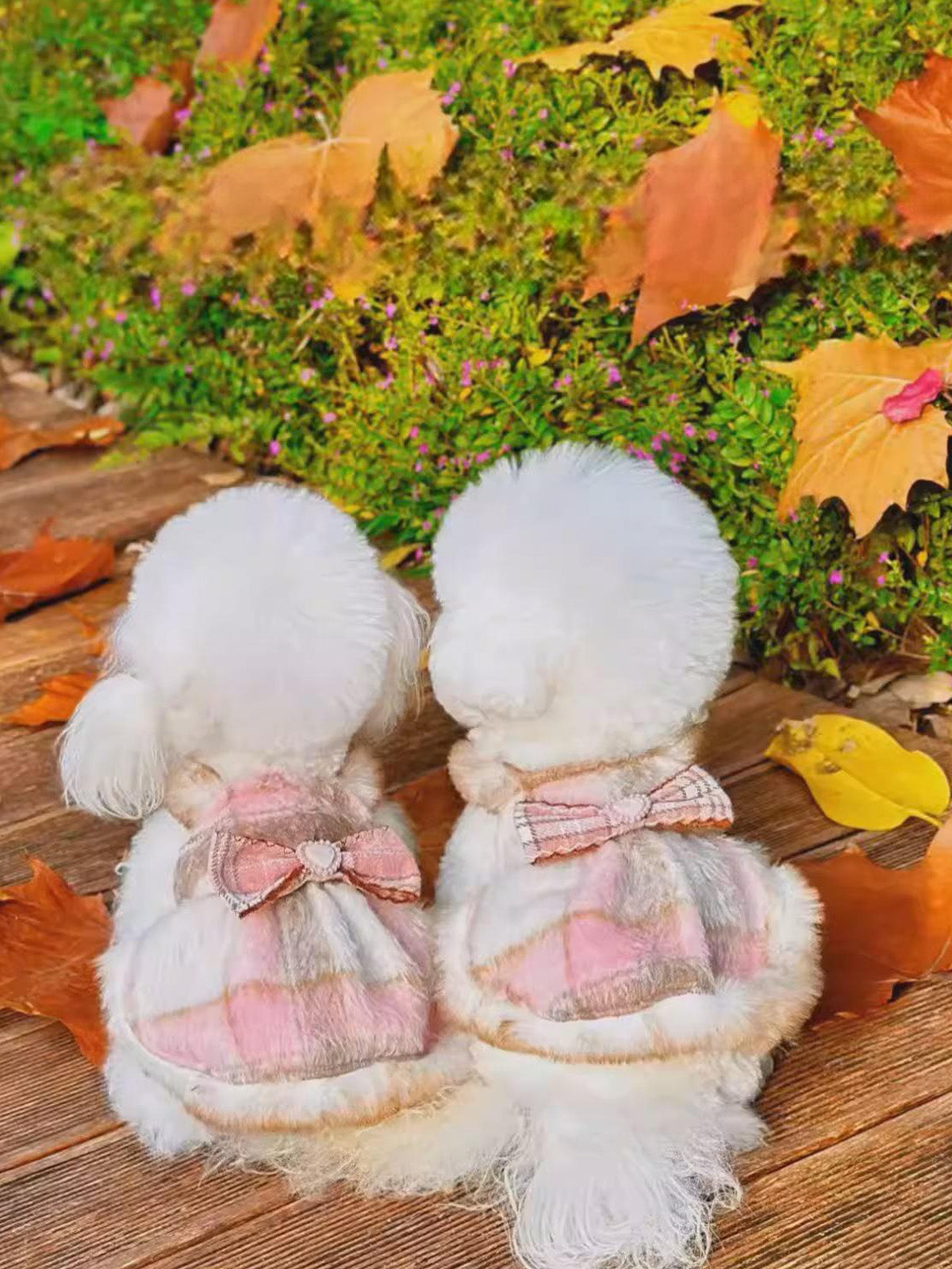 Fancy Petit Honeyの姫系犬用ワンピース《SNX003》を着た小型犬。ピンクとベージュのチェック柄にふわふわのファーとハート付きリボンが映える、冬、春のお出かけスタイル