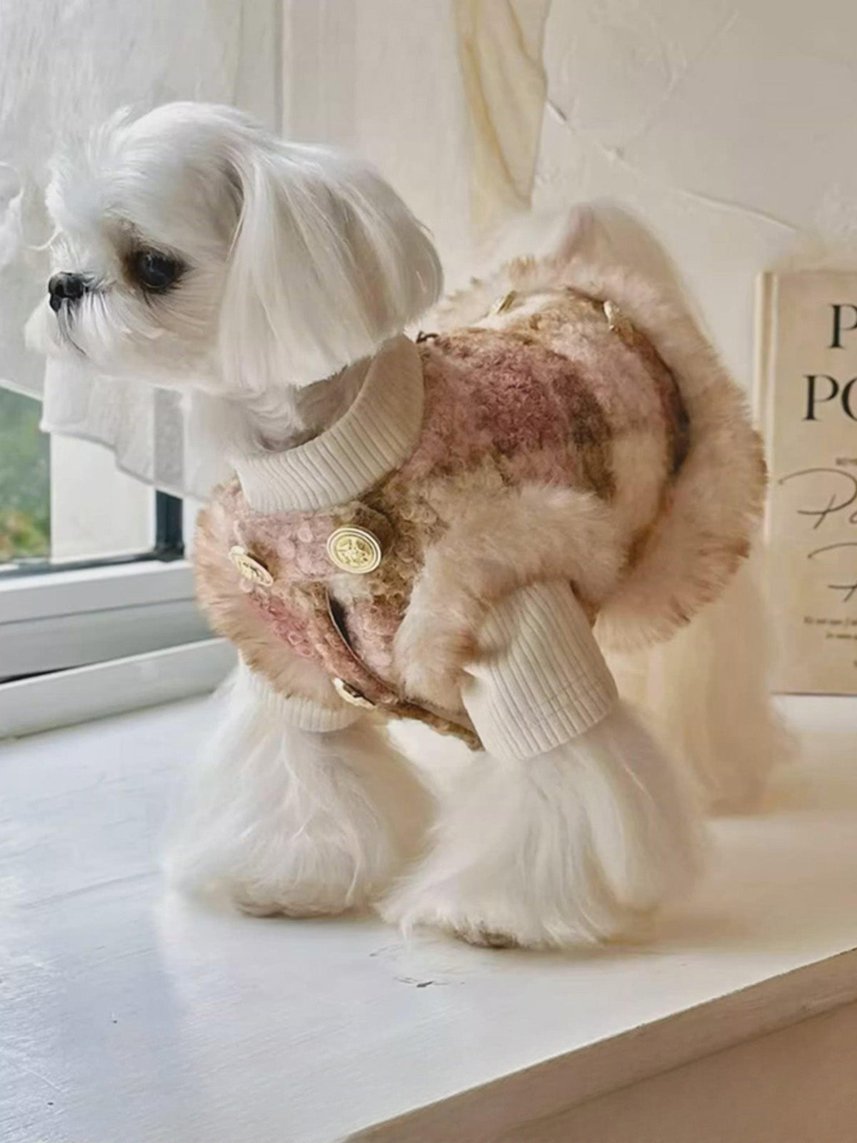 Fancy Petit Honeyのツイードコート《YLX009A》を着た小型犬。入学式・卒業式に映えるクラシカルな装い