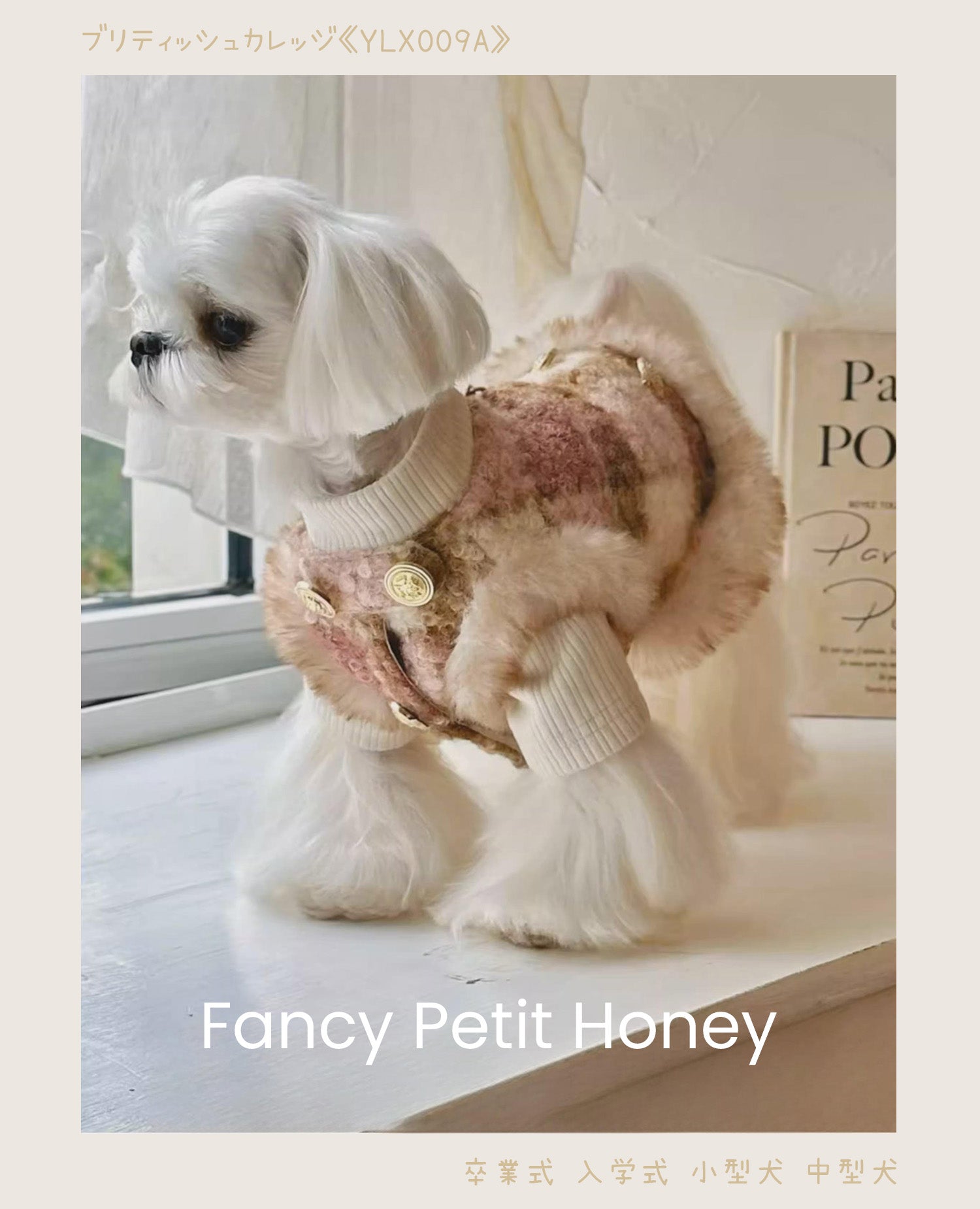 Fancy Petit Honeyのツイードコート《YLX009A》を着た小型犬。入学式・卒業式に映えるクラシカルな装い