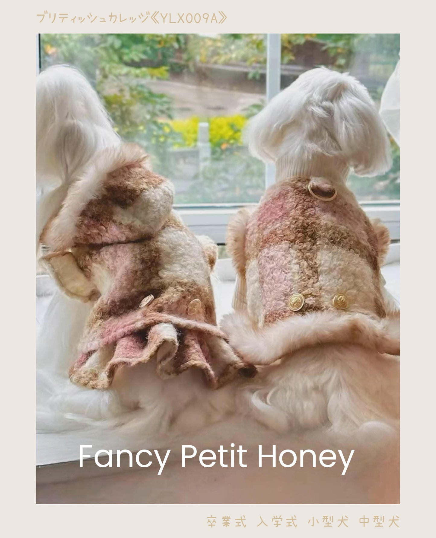 小型犬のブリティッシュカレッジ風コーデ。Fancy Petit Honeyの《YLX009A》で特別な一日を演出