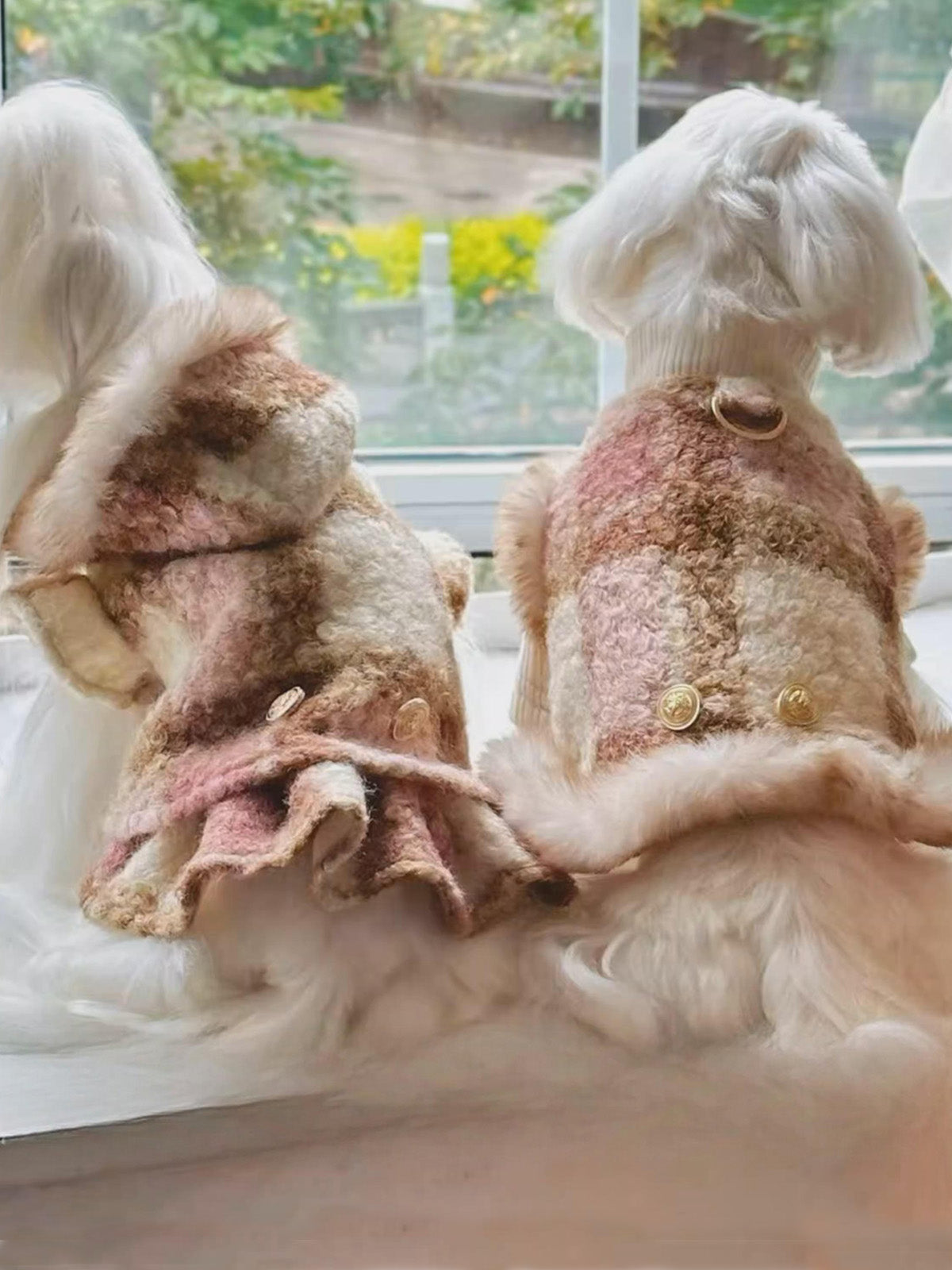 小型犬のブリティッシュカレッジ風コーデ。Fancy Petit Honeyの《YLX009A》で特別な一日を演出